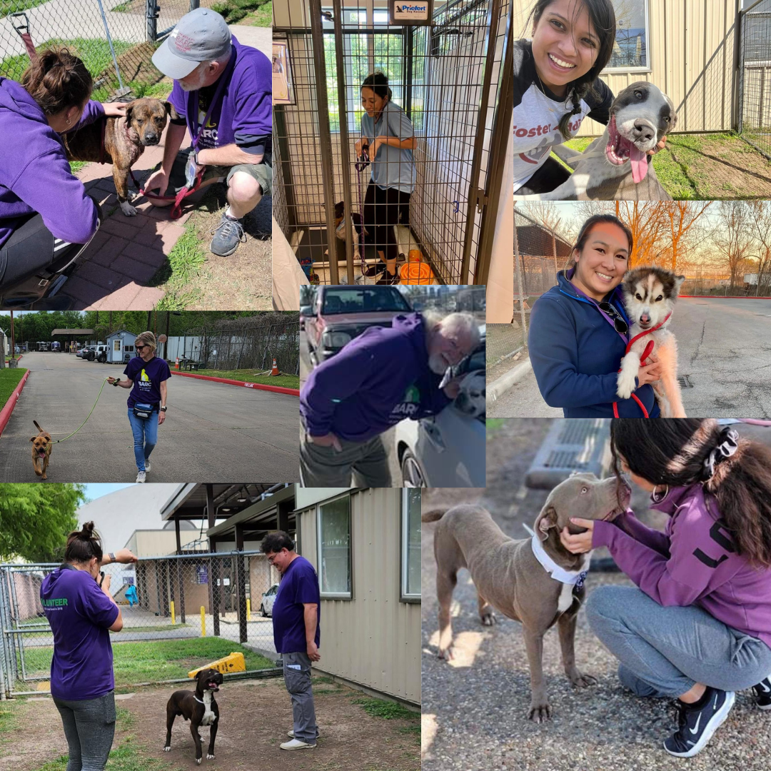 phoyo collage of volunteers at BARC animal shelter